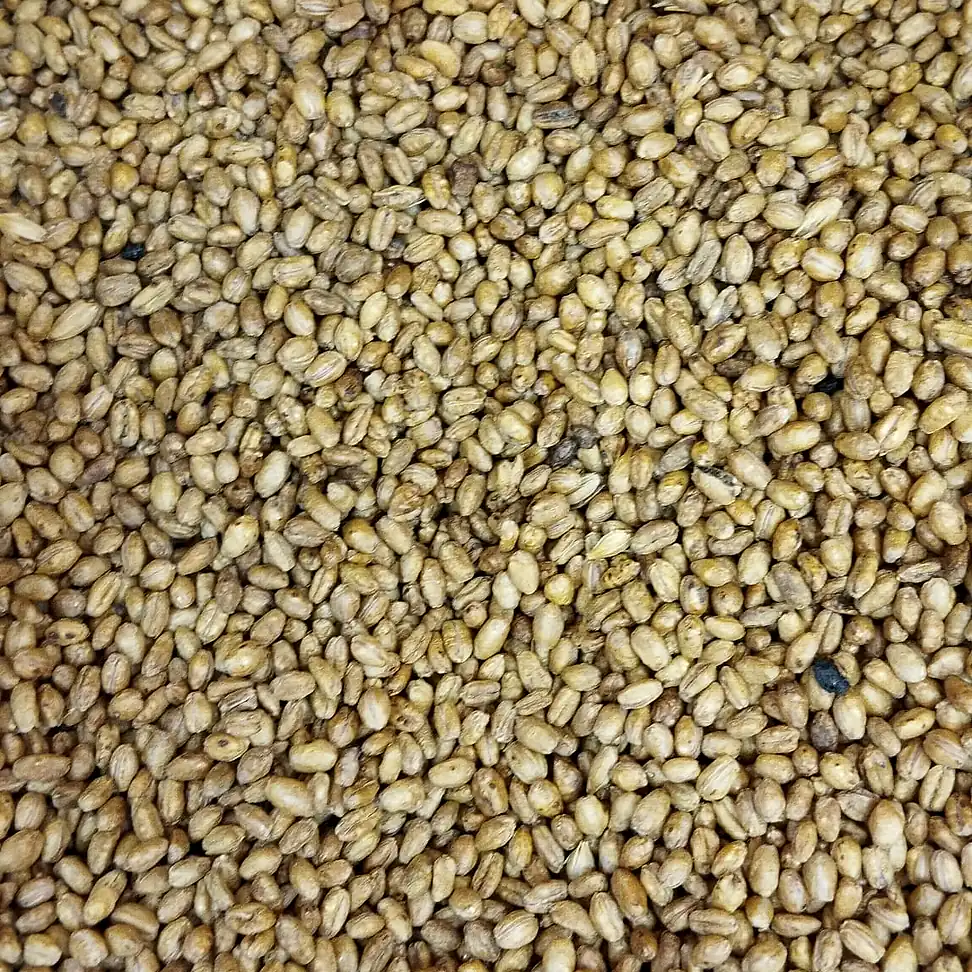 Buğday Kavurgası - 1